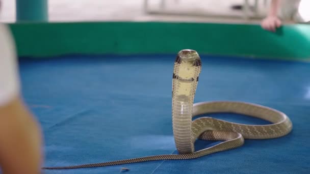 Big King Cobra Snake Standing Widen Ribs Hooded Posing Tourists — Stock Video