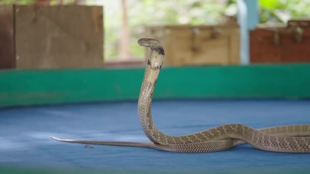 Κοντινό Πλάνο Του Βασιλιά Cobra Αναπνοή Στην Αρένα Δείχνουν Της — Αρχείο Βίντεο
