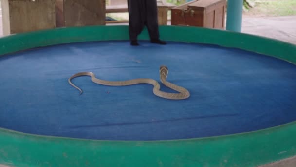 Χειριστής Άνθρωπος Σύρει Έξω Βασιλιά Cobra Ένα Μακρύ Ραβδί Mae — Αρχείο Βίντεο