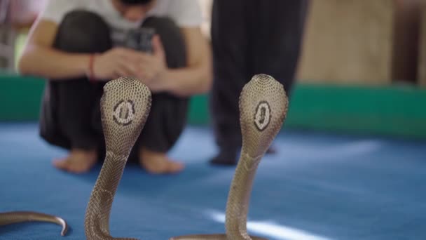 Muž Fotí Dva Hadi Naja Thai Kobra Stojící Kápi Jevišti — Stock video
