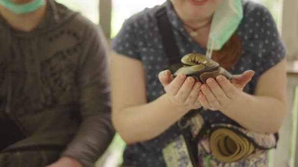 Turistka Držící Stočeného Krajtonského Hada Dlaních Detailní Záběr Farmě Mae — Stock video