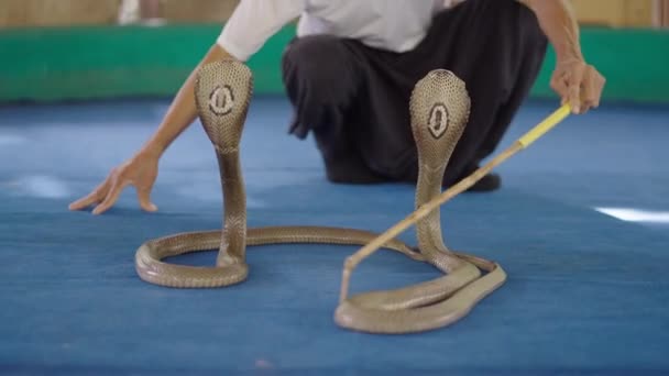 Man Charmer Moves Two Naja Cobra Snakes Stage Shakes His — Stock Video
