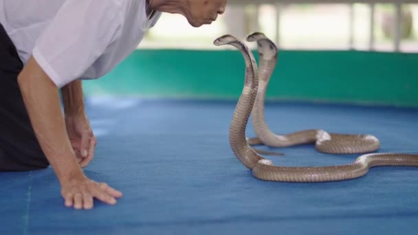 Старший Тайський Обробник Змій Цілує Голову Тайської Королівської Кобри Змії — стокове відео