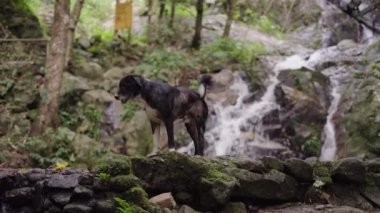 Tayland 'ın Mae Kampong Köyü' ndeki akıntılı dere kıyısında duran siyah köpek. Statik Çekim - 4K Yatay Görüntü