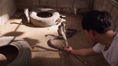Erkek eğitmen, Tayland 'ın Chiang Mai kentindeki Mae Sa Çiftliği' nde bir ahırda el ele ya da bir sürü hayvanla birlikte Naja Thai Kobra yılanının cesedine dokunuyor.