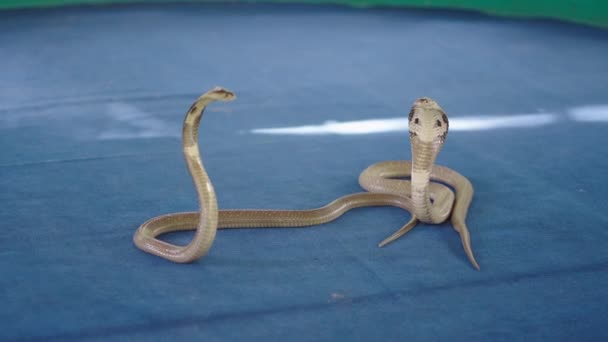 Zwei Giftige Naja Kobra Schlangen Auf Einem Teppich Der Blauen — Stockvideo