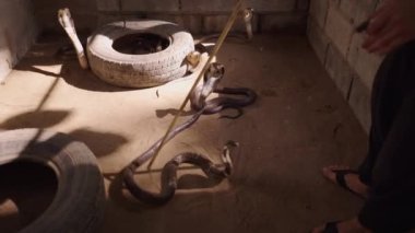 Tayland 'da Mae Sa Snake Çiftliği Chiang Mai' de kaputa yayılan ve tehlikeyi hisseden Tayland kobralarının vücuduna dokunan adam eğitimi - 4K Yatay video