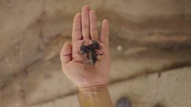 Scorpion Man Palm - Chiang Mai, Tayland 'daki Mae Sa Çiftliği' nin üst görüntüsü - 4K Yatay Görüntü