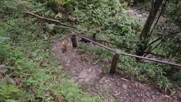 Turyści Schodzący Skalnych Schodach Psami Stronę Parku Leśnego Pobliżu Wioski — Wideo stockowe