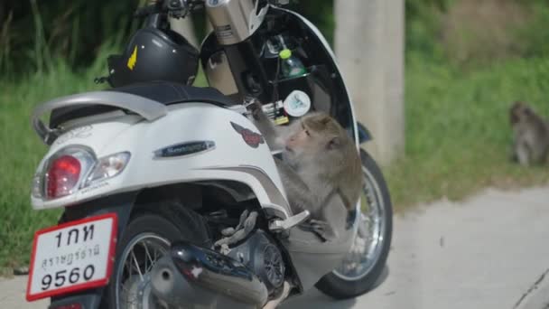 Małpa Siedzi Zaparkowanym Skuterze Drodze Koh Phangan Tajlandii Szeroka Pozioma — Wideo stockowe