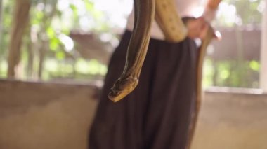 Chiang Mai, Tayland 'daki Mae Sa Çiftliği' nde elinde tutan boa pitonu yılanı gösteren bir adam var.
