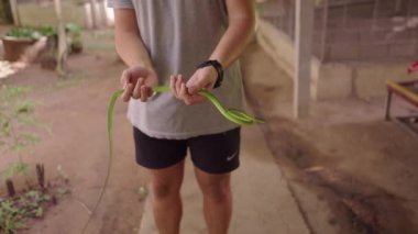Mae Sa Yılan Çiftliği, Chiang Mai, Tayland 'da yeşil sarmaşık yılanı tutan adamlar - 4K Yatay video