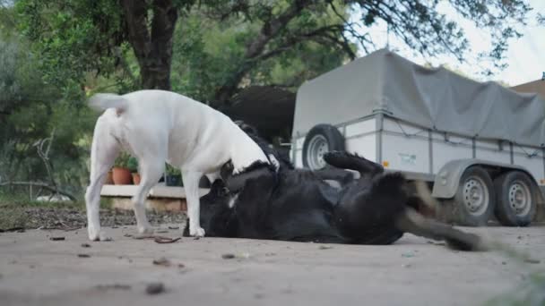 Pelea Perros Blanco Negro Patio Trasero Horizontal Video — Vídeo de stock