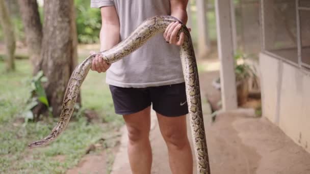 大きなパイソンヘビ 4K水平ビデオ — ストック動画