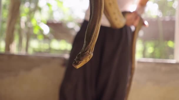 Άνδρας Που Δείχνει Μεγάλο Boa Python Φίδι Κρατώντας Στα Χέρια — Αρχείο Βίντεο