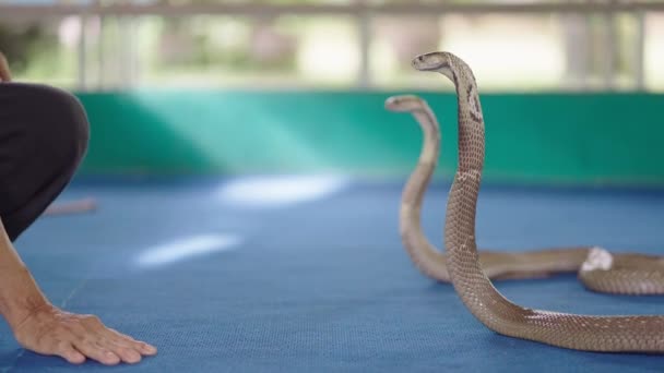 Chiang Mai Snake Show Manipulador Tailandés Tocando Cabeza Cobras Tailandesas — Vídeos de Stock