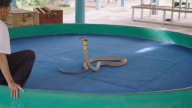 Cazibeli Kral kobra yılanıyla birlikte Mae Sa Snake Çiftliği 'nin sahnesinde, Chiang Mai, Tayland - yavaş çekim - 4K Yatay video
