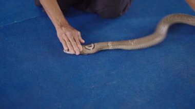Tayland kobra yılanını tutan ve Mae Sa Yılan Çiftliği, Chiang Mai, Tayland 'da boş bir bardağa yılan zehri koymaya hazırlanan adamlar.