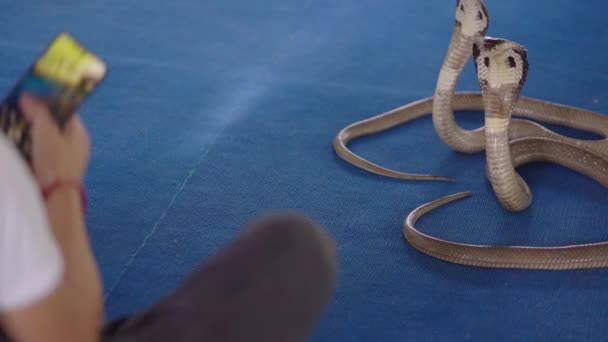 Mae Snake Farm Chiang Mai Snake Trainer Maakt Foto Van — Stockvideo