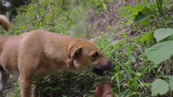 Mae Kampong Köyü Chiagmai Tayland Daki Yetişkin Köpek Yeme Köyü — Stok video