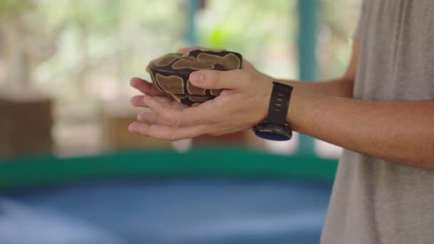 Tourists Hands Holding Small Curled Python Snake Mae Snake Farm — Αρχείο Βίντεο