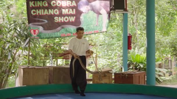 King Cobra Chiang Mai Show Thai Handler Holen Thai Cobra — Stockvideo