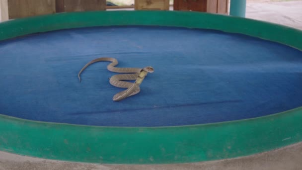 Encantador Tailandês Entra Arena Palco Para Levantar Cabeça King Cobra — Vídeo de Stock