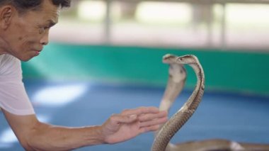 Tayland yılan terbiyecisi Tayland 'daki Chiang Mai Snake Show' da Tayland kral kobra yılanının boynunu tırmalıyor.