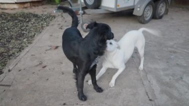 Oyuncu siyah beyaz köpek yavruları arka bahçede eğleniyor - 4K Yatay video
