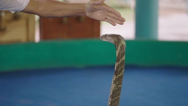 King Cobra Chiang Mai Show Charmeur Thaïlandais Touchant Roi Cobra — Video