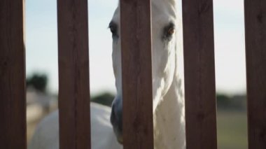 Çitin arkasındaki kameraya bakan beyaz atı kapat - 4K Yatay Video
