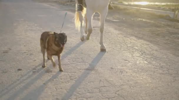 日落时分 人类带着狗和马散步 慢镜头 4K水平视频 — 图库视频影像