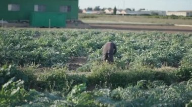 İspanyol çiftçi enginar tarlasında çapayı kullanıyor - 4K Yatay video