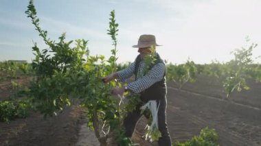 Portakal tarlasında çalışan yaşlı çiftçi ve kahkahalar - 4K Yatay Video