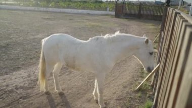 Ağaç çitlerinin arkasında ot yiyen güçlü beyaz at - 4K yatay video