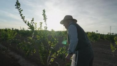 Çiftçi portakal ağacıyla ilgileniyor. Arkadan ışıklandırma. - 4K Yatay Görüntü
