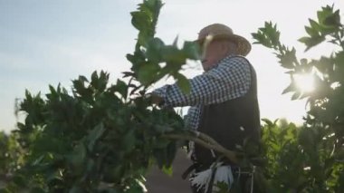 Kıdemli İspanyol çiftçi tarlasından portakal tohumu buduyor. Arka planda güzel bir güneş ışığı - 4K Yatay video