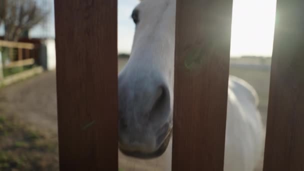 美しい馬はフェンスを通して彼の鼻を覗く 夜の日差しの後ろ スローモーション撮影 4K水平ビデオ — ストック動画