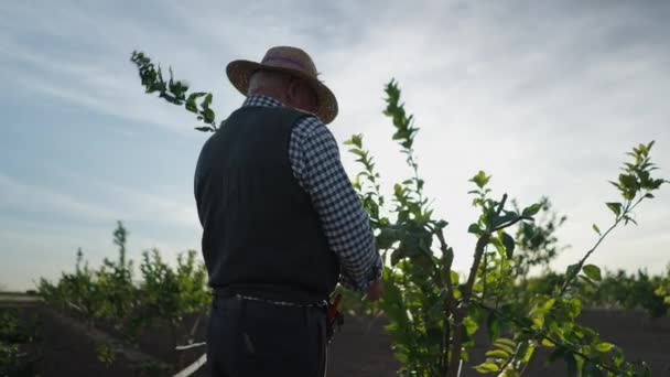 Tuinbouwer Zorgt Voor Sinaasappelbomen Valencia Spanje Horizontale Video — Stockvideo