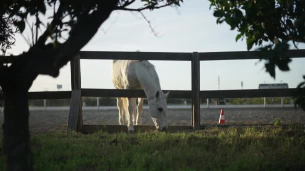 Cheval Est Pâturage Derrière Clôture Dans Corral Sort Quand Est — Video