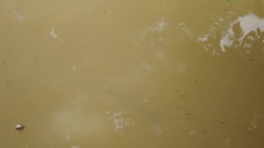 Kahverengi suda yüzen ve yüzeyde yemek yiyen balıkların yukarıdan görüntüsü - 4K Yatay video