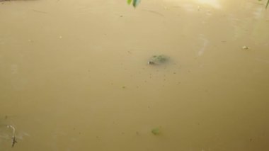 Kaplumbağa kirli kahverengi suda yüzüyor, yukarıdan sabit bir görüntü - 4K yatay görüntü