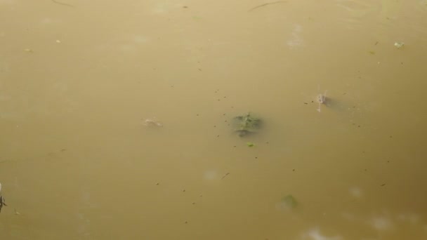 Vista Estática Desde Arriba Tortuga Nadando Piscina Agua Marrón Sucia — Vídeo de stock