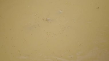 Balıklar ve diğer hayvanlar kahverengi suda yüzer ve yüzeyde yerler - 4K Yatay video
