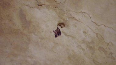 Yalnız yarasa eski yıpranmış tavandan sarkıyor, aşağıdan statik görüntü - 4K yatay görüntü