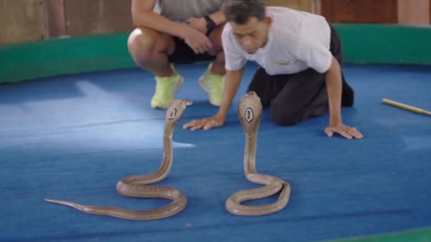 Chiang Mai Snake Show Man Handler Показує Туристам Грати Тайською — стокове відео