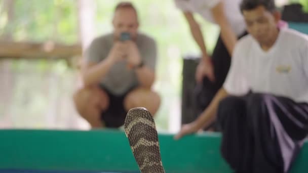 관광객들은 치앙마이에 Mae Snake Farm 무대에 코브라의 사진을 찍는다 Horizontal — 비디오