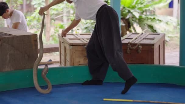 Snake Charmeur Brengt Een Thaise Cobra Slang Naar Een Houten — Stockvideo