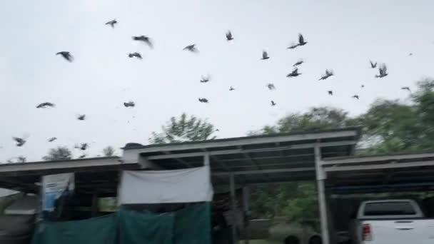 Una Bandada Palomas Volando Posando Cableado Eléctrico Bangkok Tailandia — Vídeo de stock