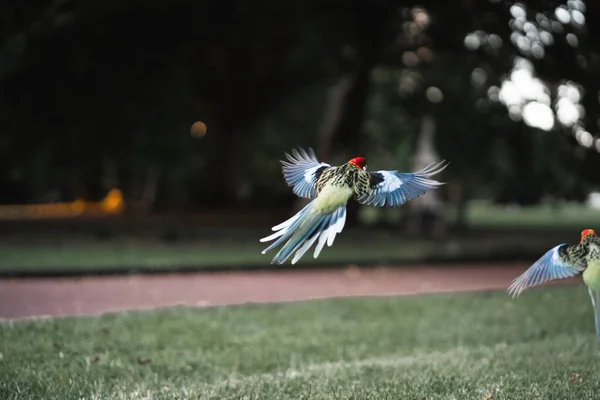 Papuga Latająca Rozpostartymi Skrzydłami Koncepcja Podróży — Zdjęcie stockowe